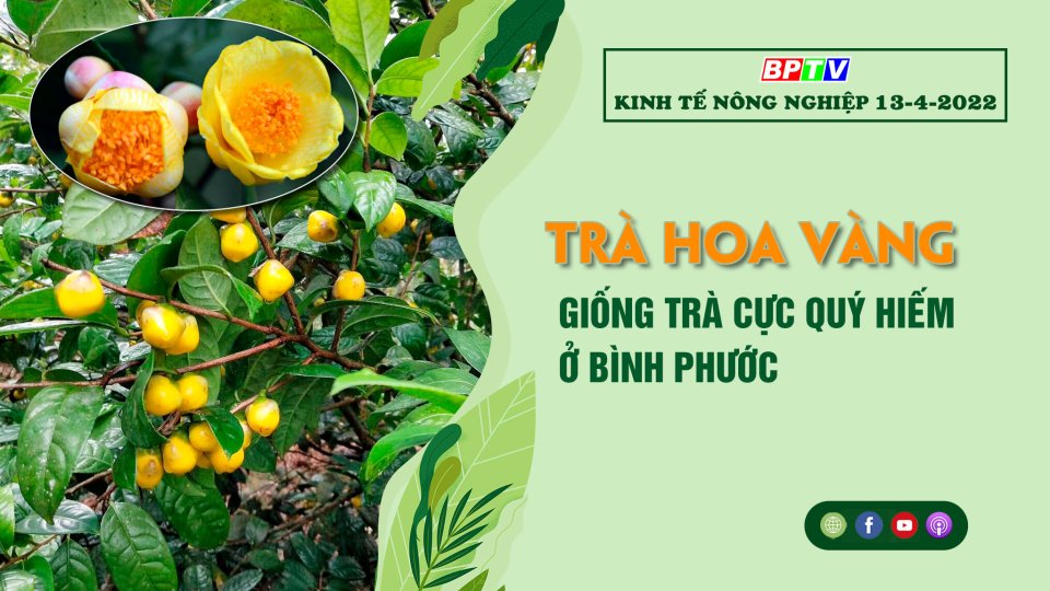 Kinh tế nông nghiệp 13-4-2022: Trà Hoa Vàng - Giống trà cực quý hiếm ở Bình Phước