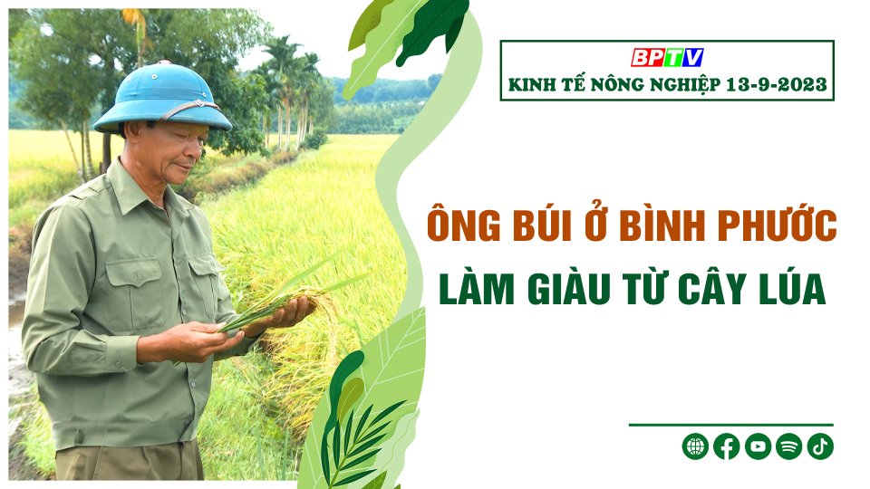🍀Kinh tế nông nghiệp 13-9-2023 | Ông Búi ở Bình Phước làm giàu từ cây lúa