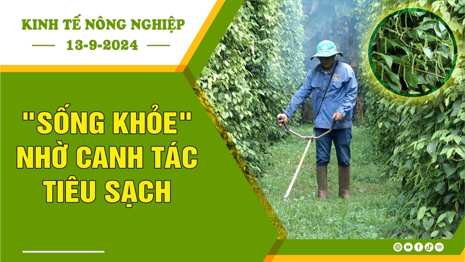 [🔴] Kinh tế nông nghiệp 13-9-2024 |Thông tin hữu ích ||BPTV