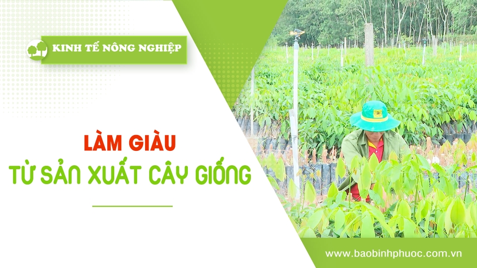 Kinh tế nông nghiệp 15-11-2024|Thông tin hữu ích ||BPTV