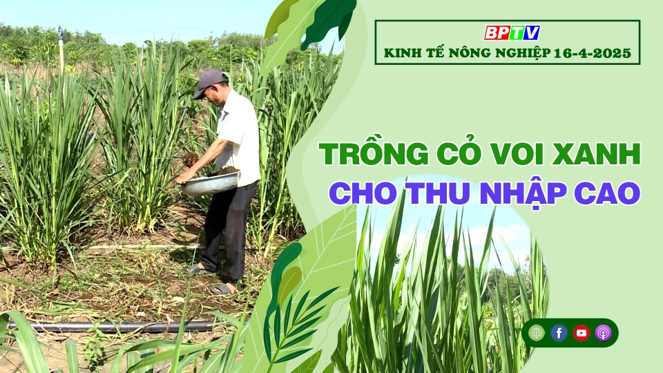 🔴 Kinh tế nông nghiệp 16-4-2024|Thông tin hữu ích ||BPTV