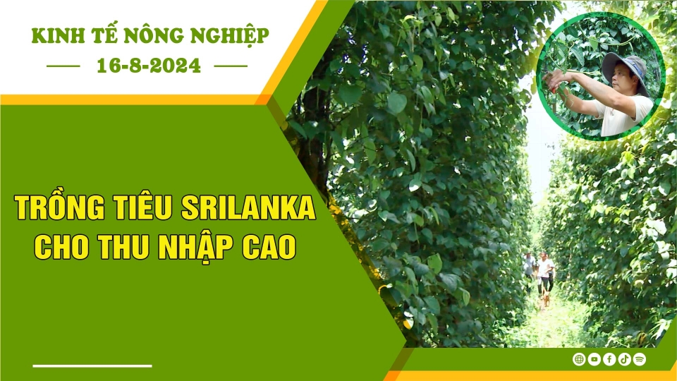 [🔴] Kinh tế nông nghiệp 16-8-2024 |Thông tin hữu ích ||BPTV