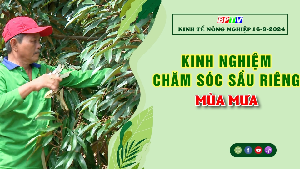 Kinh tế nông nghiệp 16-9-2024 |Thông tin hữu ích ||BPTV