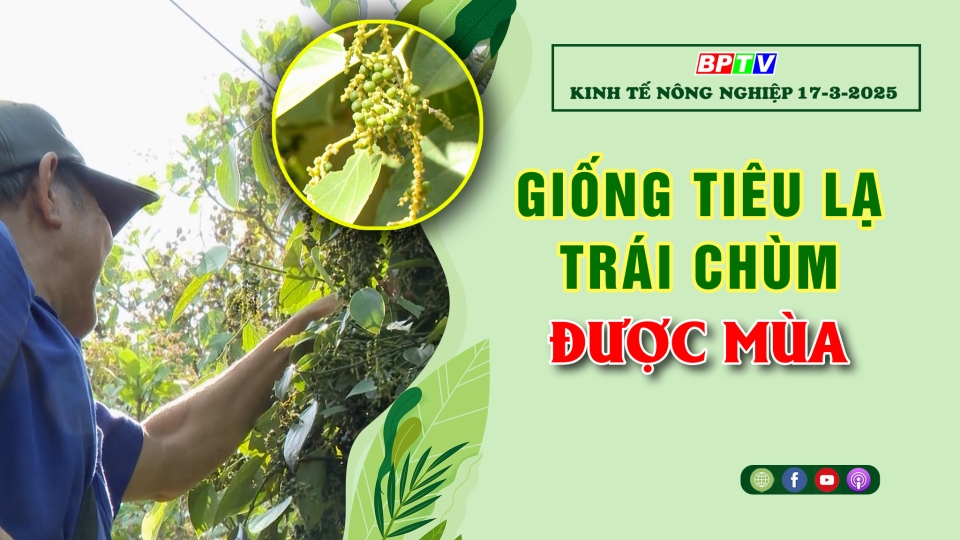 Kinh tế nông nghiệp 17-3-2025 |Thông tin hữu ích ||BPTV