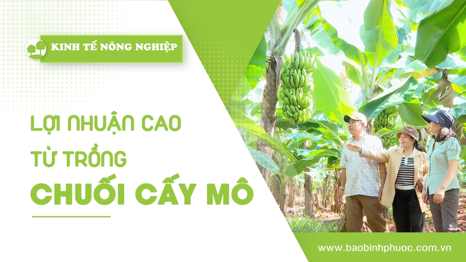 🍀Kinh tế nông nghiệp 18-11-2024 | Thông tin hữu ích | BPTV