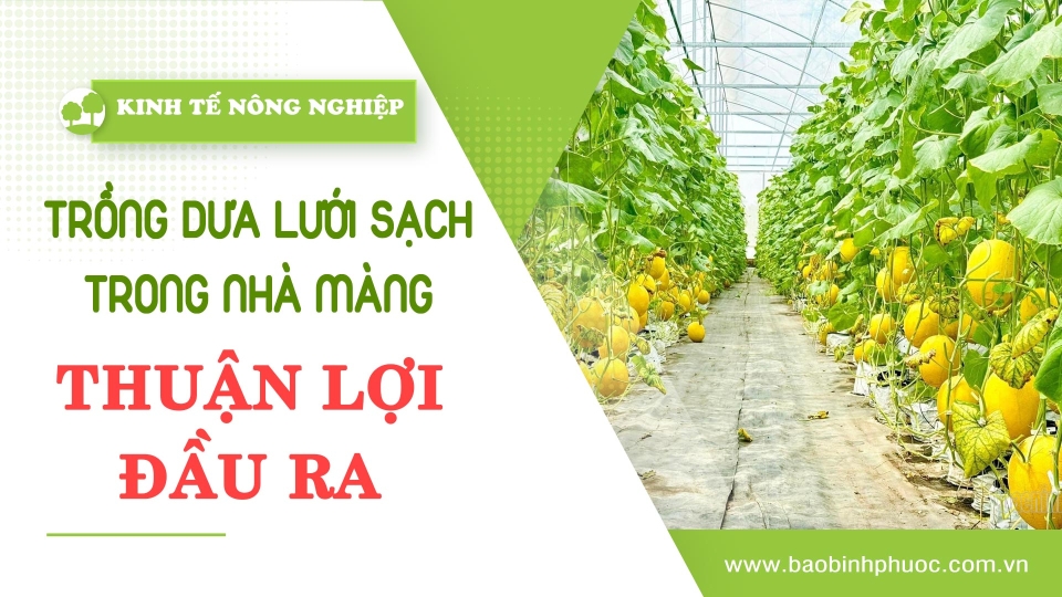 🍀 Kinh tế nông nghiệp 18-12-2024 | Thông tin hữu ích | BPTV 	
