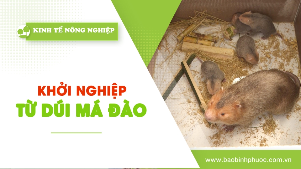 Kinh tế nông nghiệp 18-4-2024|Thông tin hữu ích ||BPTV