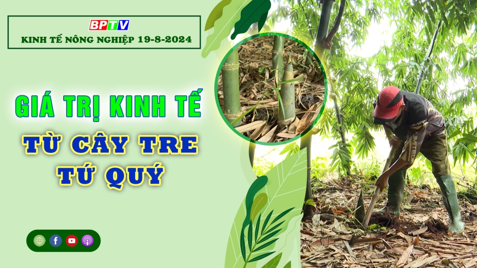 Kinh tế nông nghiệp 19-8-2024| Giá trị kinh tế từ cây tre tứ quý