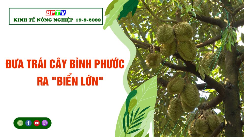 Kinh tế nông nghiệp 19-9-2022: Đưa trái cây Bình Phước ra "biển lớn"