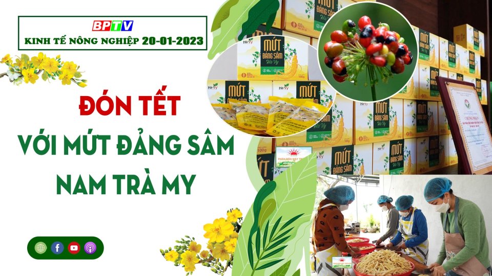 Kinh tế nông nghiệp 20-01-2023: Đón Tết với mứt Đảng sâm Nam Trà My
