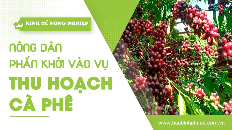 🍀 Kinh tế nông nghiệp 20-11-2024 | Thông tin hữu ích | BPTV 	