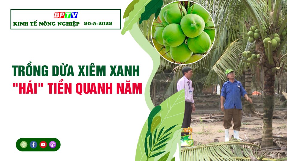Kinh tế nông nghiệp 20-5-2022: Trồng dừa xiêm xanh - "Hái" tiền quanh năm