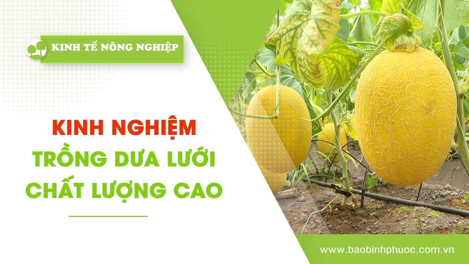 Kinh tế nông nghiệp 21-2-2025 |Thông tin hữu ích ||BPTV