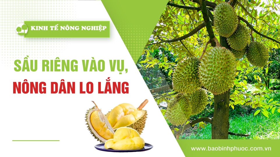 🍀 Kinh tế nông nghiệp 21-5-2025 | Thông tin hữu ích | BPTV 	