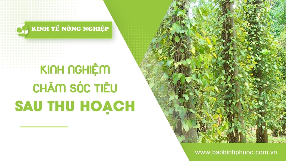 🍀 Kinh tế nông nghiệp 23-4-2025 | Thông tin hữu ích | BPTV 	