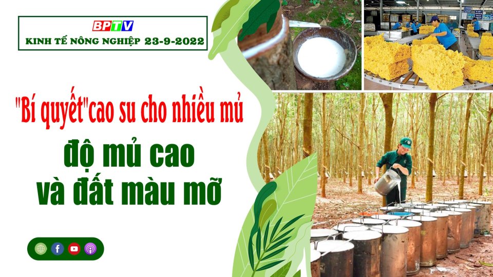 Kinh tế nông nghiệp 23-9-2022: "Bí quyết" cao su cho nhiều mủ, độ mủ cao và đất màu mỡ