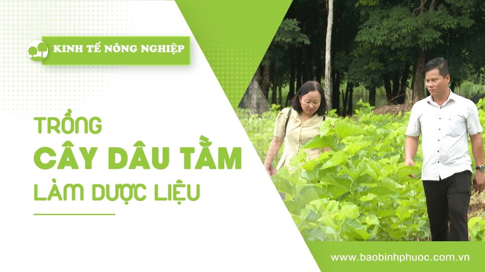 🍀Kinh tế nông nghiệp 23-9-2024 | Thông tin hữu ích | BPTV