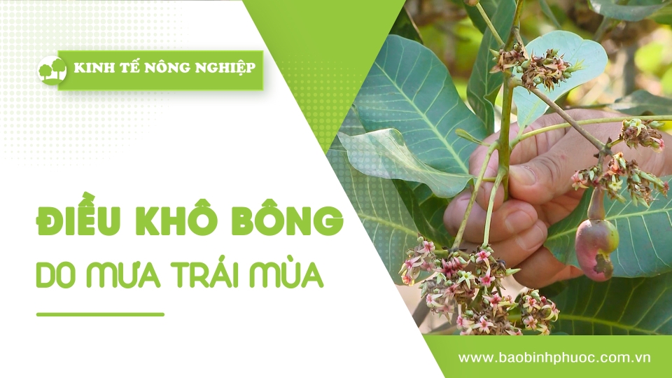 🍀Kinh tế nông nghiệp 24-2-2025 | Thông tin hữu ích | BPTV
