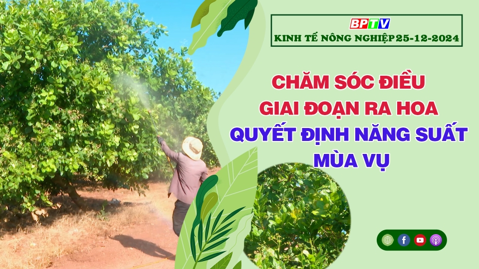 🔴 Kinh tế nông nghiệp 25-12-2024|Thông tin hữu ích ||BPTV