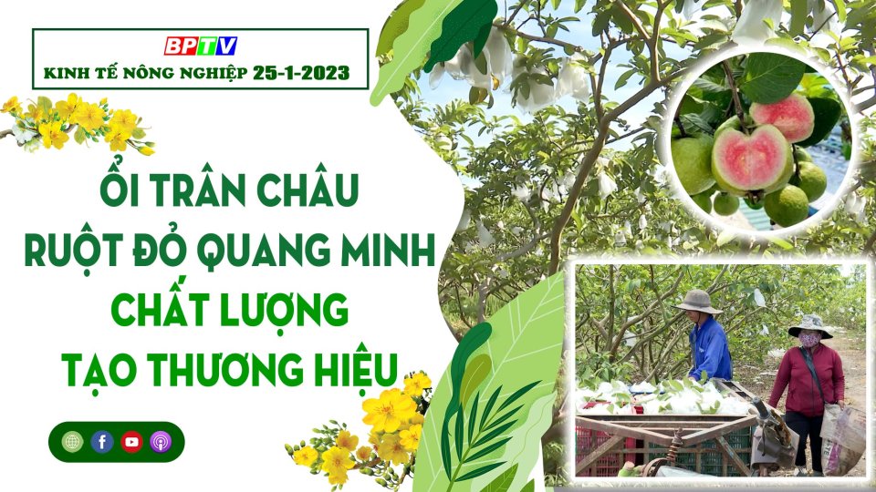 Kinh tế nông nghiệp 25-1-2023: Ổi trân châu ruột đỏ Quang Minh - chất lượng tạo thương hiệu