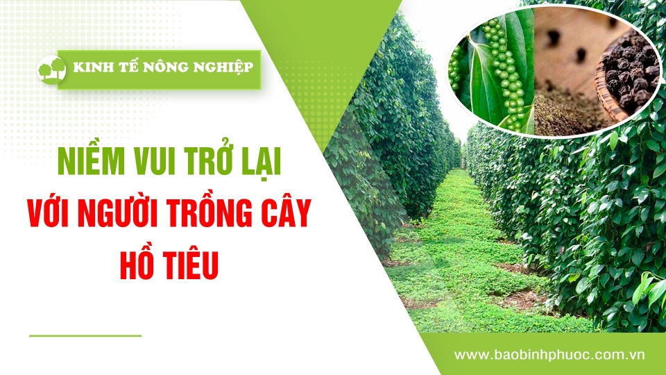 🍀 Kinh tế nông nghiệp 26-2-2025 | Thông tin hữu ích | BPTV