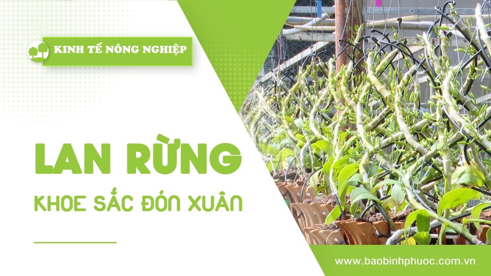 🍀Kinh tế nông nghiệp 27-1-2025 | Thông tin hữu ích | BPTV