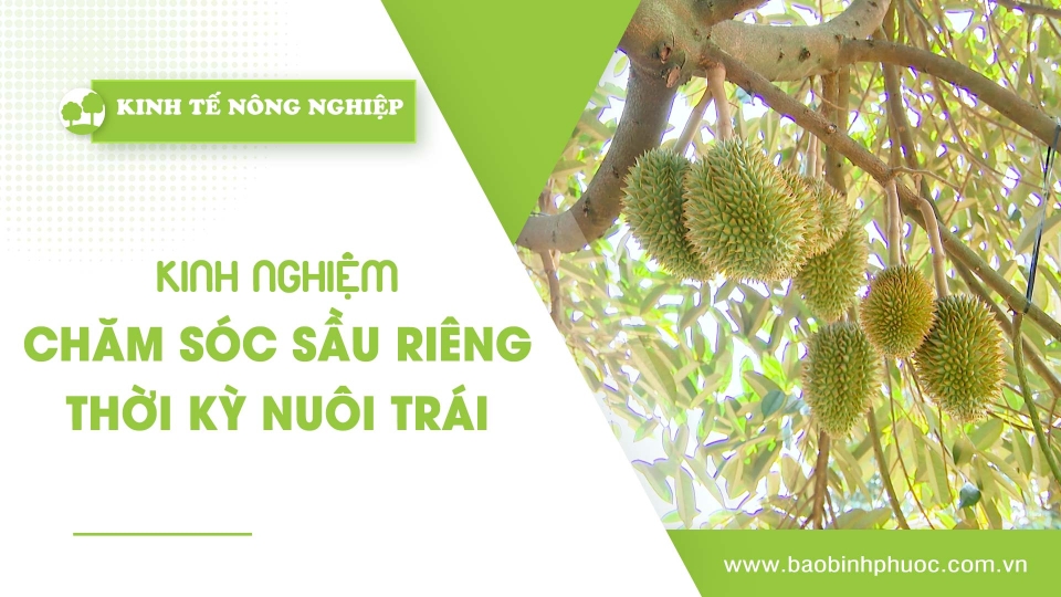 [🔴] Kinh tế nông nghiệp 28-3-2025 |Thông tin hữu ích ||BPTV