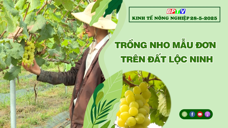 🔴 Kinh tế nông nghiệp 28-5-2025|Thông tin hữu ích ||BPTV