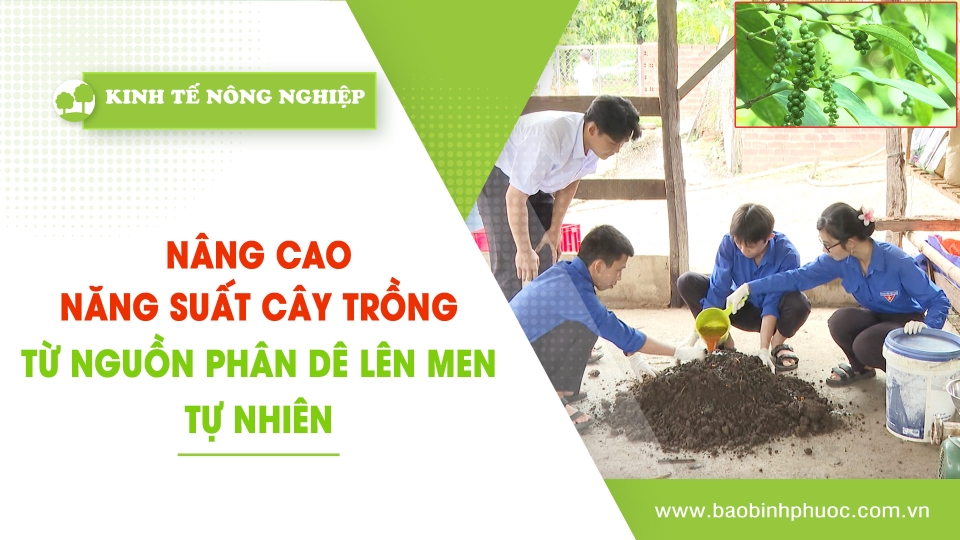 Kinh tế nông nghiệp 29-11-2024|Thông tin hữu ích ||BPTV