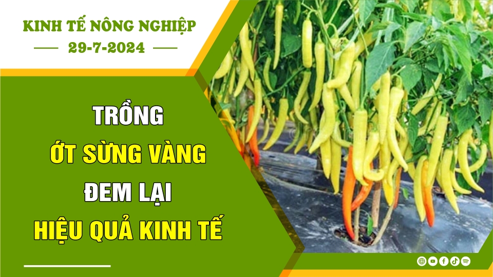 🍀Kinh tế nông nghiệp 29-7-2024 | Thông tin hữu ích | BPTV