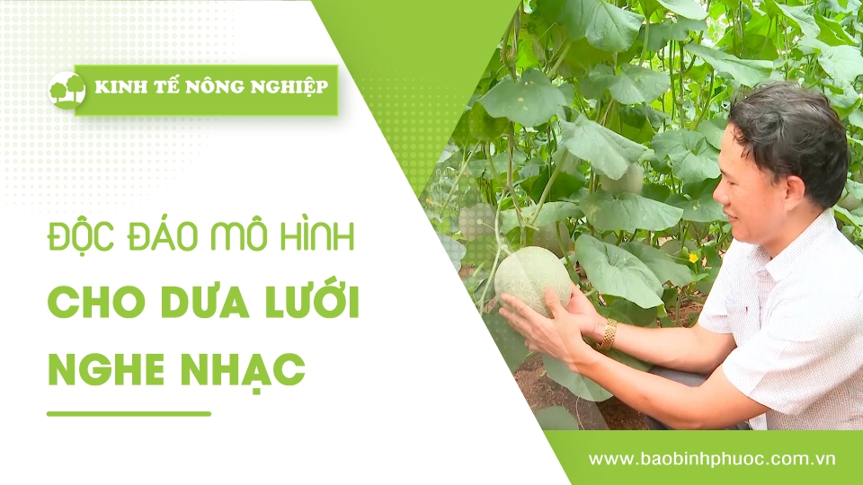 🍀Kinh tế nông nghiệp 2-6-2025 | Thông tin hữu ích | BPTV
