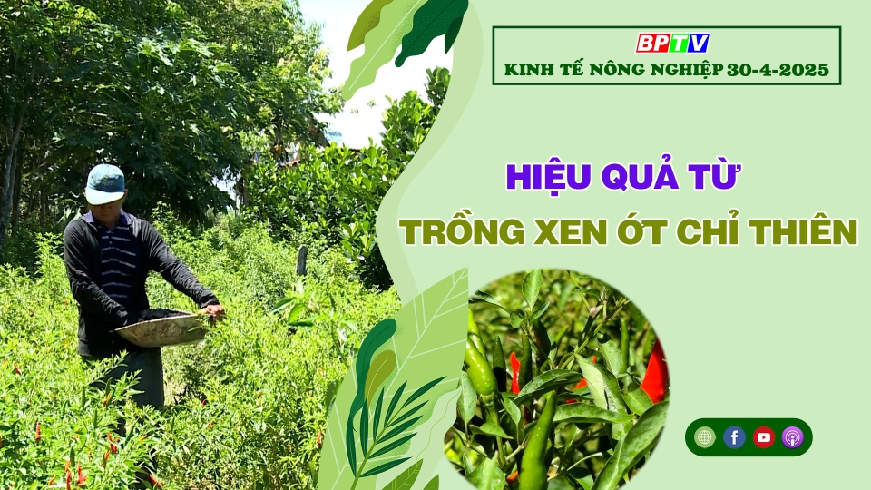 🔴 Kinh tế nông nghiệp 30-4-2024|Thông tin hữu ích ||BPTV