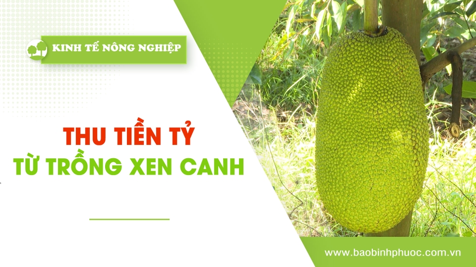 Kinh tế nông nghiệp 30-5-2025|Thông tin hữu ích ||BPTV