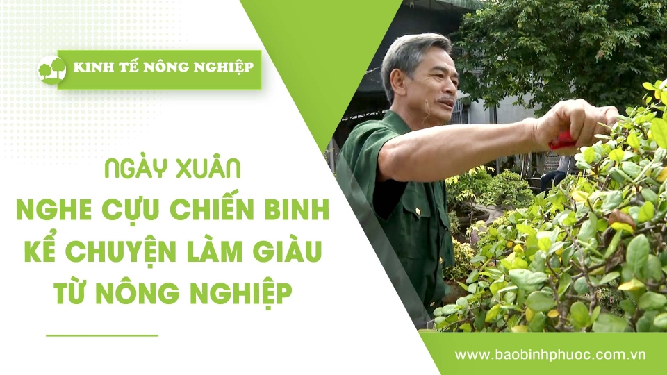 [🔴] Kinh tế nông nghiệp 31-1-2025 |Thông tin hữu ích ||BPTV