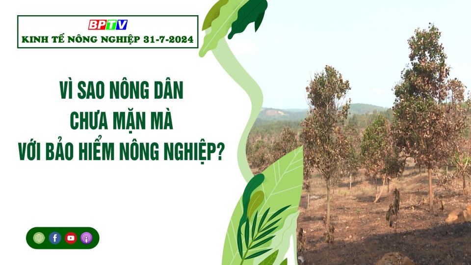 🍀 Kinh tế nông nghiệp 31-7-2024 | Thông tin hữu ích | BPTV 	