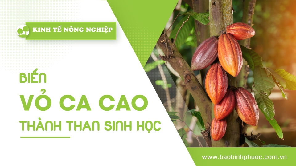 🍀Kinh tế nông nghiệp 4-11-2024 | Thông tin hữu ích | BPTV