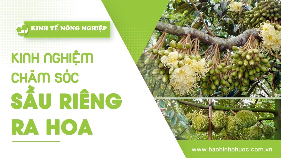 🍀 Kinh tế nông nghiệp 4-12-2024 | Thông tin hữu ích | BPTV 	