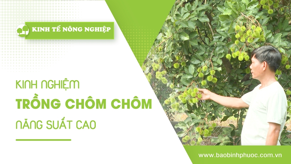 🍀Kinh tế nông nghiệp 5-5-2025 | Thông tin hữu ích | BPTV