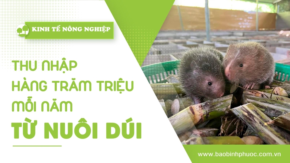 🍀 Kinh tế nông nghiệp 6-11-2024 | Thông tin hữu ích | BPTV 	