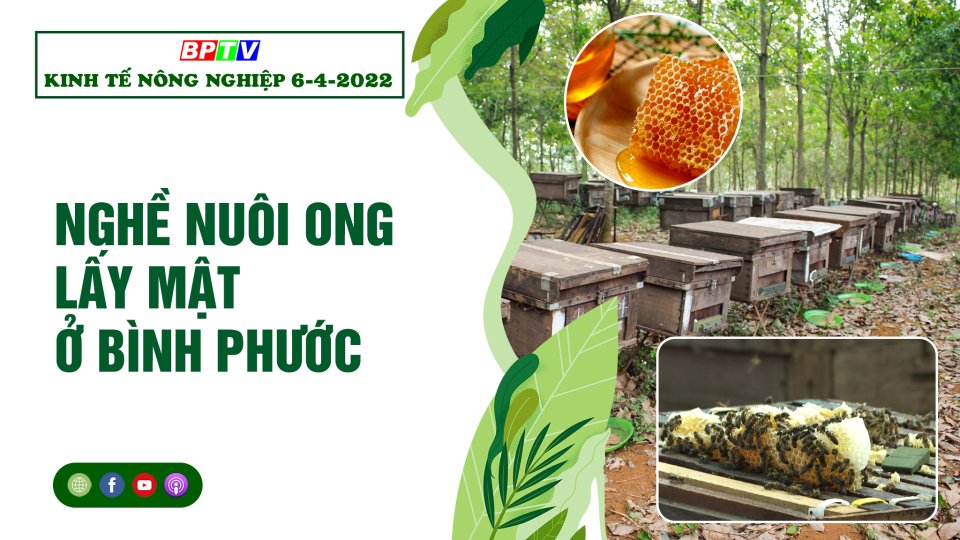 Kinh tế nông nghiệp 6-4-2022: Nghề nuôi ong lấy mật ở Bình Phước