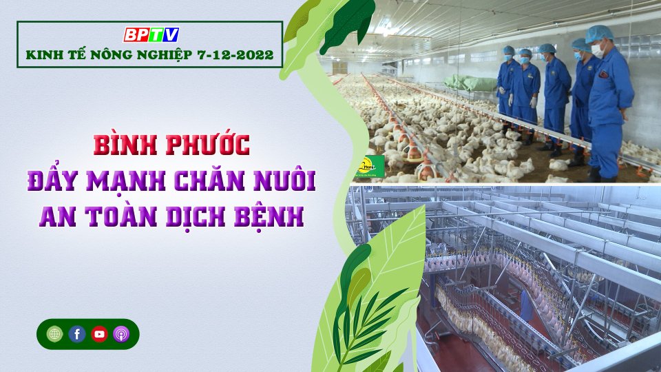 Kinh tế nông nghiệp 7-12-2022 | Bình Phước đẩy mạnh chăn nuôi an toàn dịch bệnh