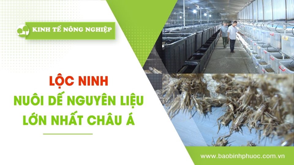 Kinh tế nông nghiệp 7-2-2025 |Thông tin hữu ích ||BPTV
