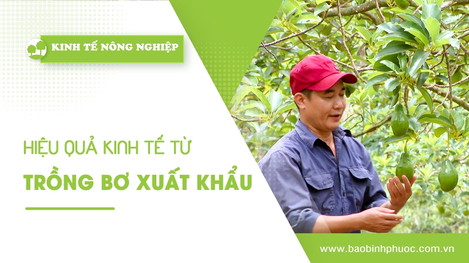 🍀Kinh tế nông nghiệp 7-4-2025 | Thông tin hữu ích | BPTV