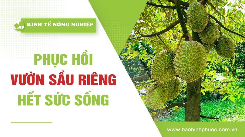 🍀 Kinh tế nông nghiệp 7-5-2025 | Thông tin hữu ích | BPTV 	
