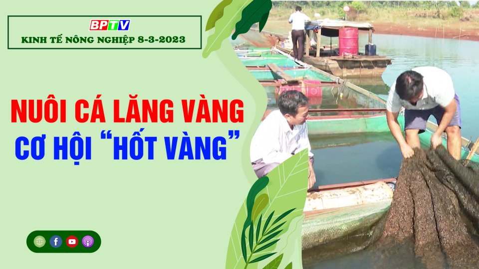 Kinh tế nông nghiệp 8-3-2023: Nuôi cá lăng vàng - Cơ hội “hốt vàng”
