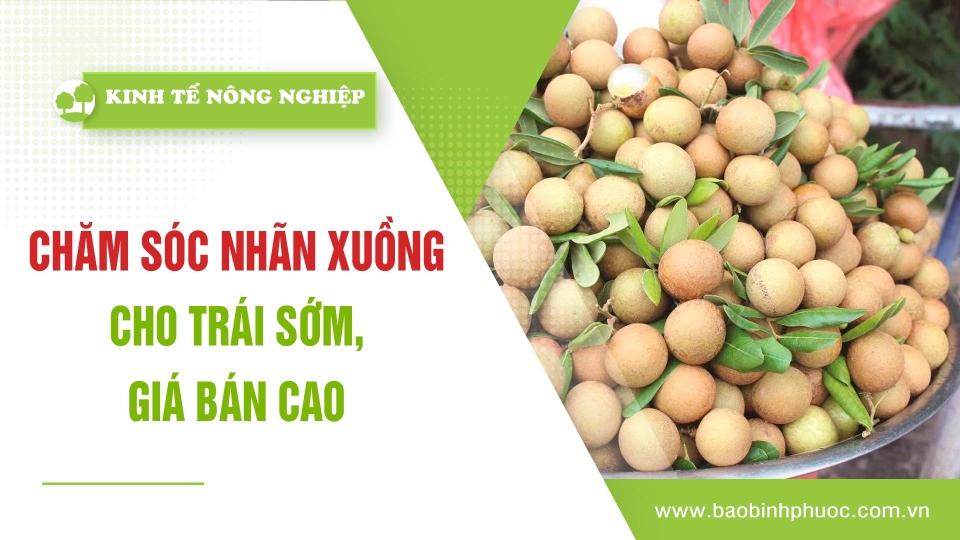🍀 Kinh tế nông nghiệp 9-4-2025 | Thông tin hữu ích | BPTV 	