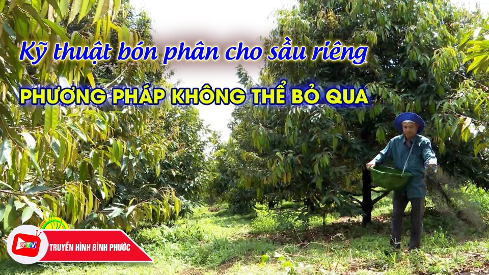 Kỹ thuật bón phân cho sầu riêng hiệu quả |Nông nghiệp xanh ||BPTV