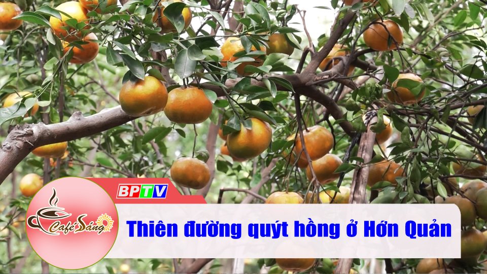 Lạc vào thiên đường quýt hồng |Cà phê sáng 10-1-2022 |BPTV