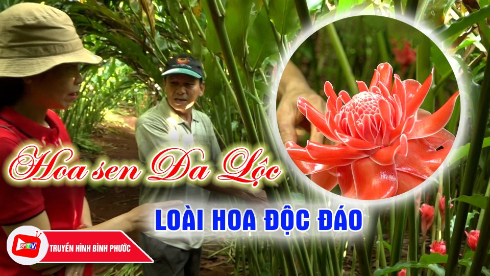 Lạc vào xứ sở của hoa sen Đa Lộc ở thị xã Bình Long |BPTV