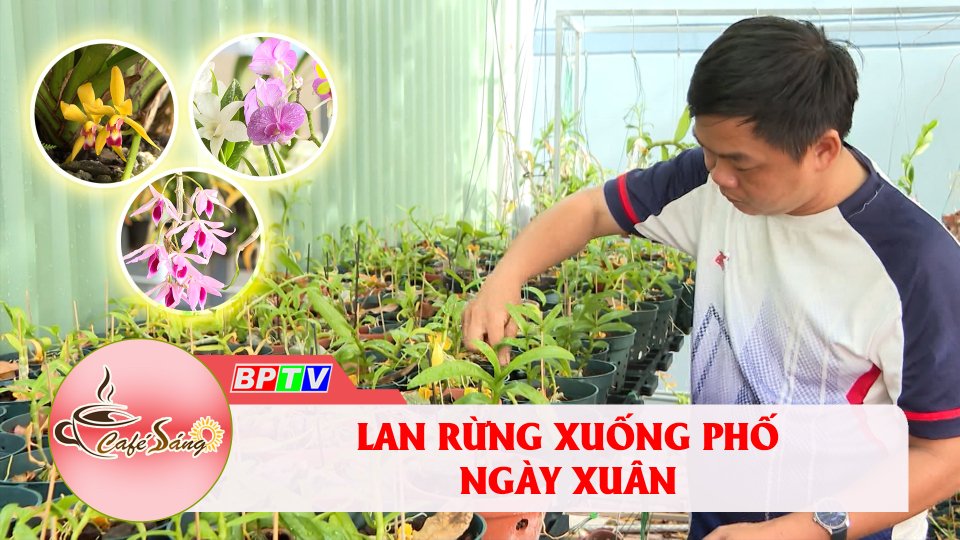 Lan rừng xuống phố ngày xuân |Cà phê sáng 17-1-2023 ||BPTV
